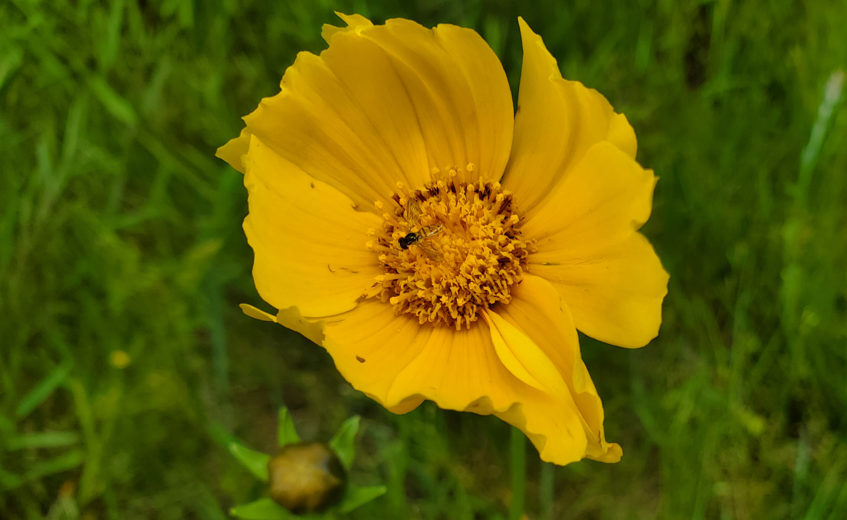 Yellow coreopsis flower with a hover fly sitting in the middle of it. 